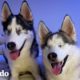 Husky ciego enseña a su amigo una cosa inesperada | El Dodo