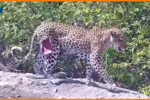 Injured Leopard and What Happent Next in Nature? - Animal Fights | Nature Documentary