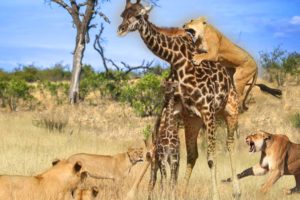 Intense Battle Between Lioness & Giraffe Over Her Newborn Baby