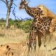 Intense Battle Between Lioness & Giraffe Over Her Newborn Baby