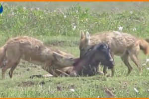 Jackal Attack Baby Wildebeat and Eat Alive - Animal Fights | Nature Documentary