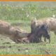 Jackal Attack Baby Wildebeat and Eat Alive - Animal Fights | Nature Documentary