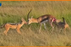 Jackals Attack Gazelle and Eat Alive  - Animal Fights | Nature Documentary