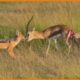 Jackals Attack Gazelle and Eat Alive  - Animal Fights | Nature Documentary