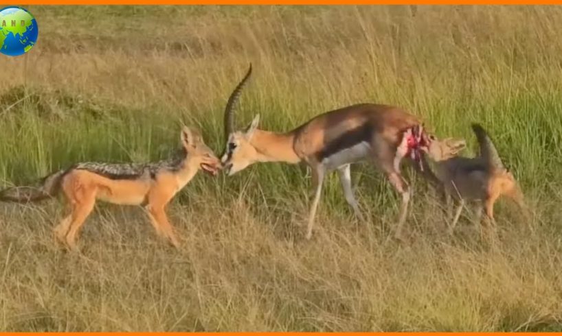 Jackals Attack Gazelle and Eat Alive  - Animal Fights | Nature Documentary