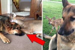 Kind Hearted Dog Surprises Owner By Comforting The Orphaned Fawns She Rescues