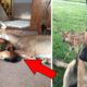 Kind Hearted Dog Surprises Owner By Comforting The Orphaned Fawns She Rescues