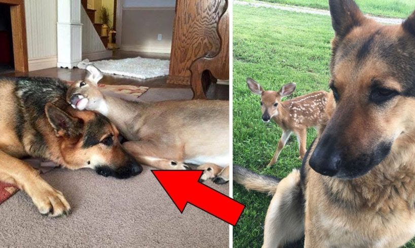 Kind Hearted Dog Surprises Owner By Comforting The Orphaned Fawns She Rescues