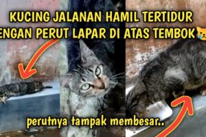 Kucing Jalanan Hamil Terbaring Kelaparan di Depan Rumah | Video Sedih Kucing Jalanan | Street Cat