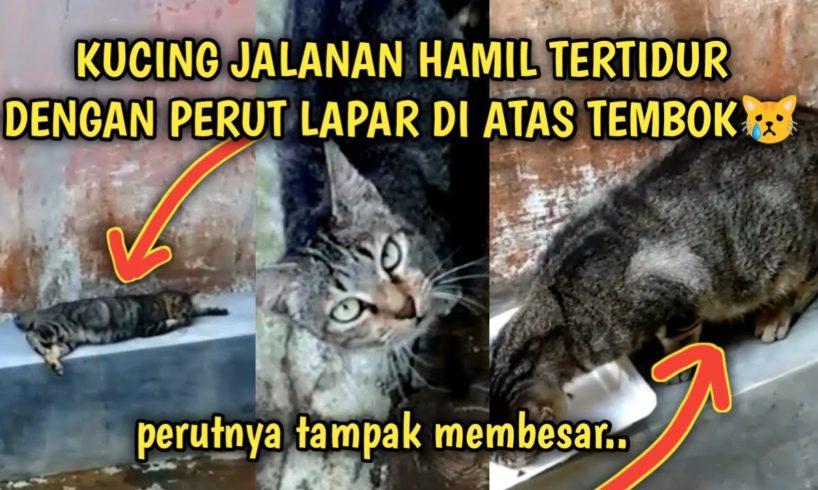 Kucing Jalanan Hamil Terbaring Kelaparan di Depan Rumah | Video Sedih Kucing Jalanan | Street Cat
