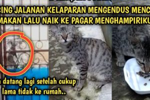 Kucing Jalanan Kelaparan Berjalan Mengendus di Luar Pagar | Video Sedih Kucing Jalanan | Street Cat