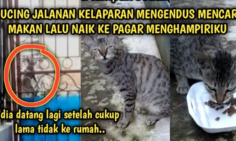 Kucing Jalanan Kelaparan Berjalan Mengendus di Luar Pagar | Video Sedih Kucing Jalanan | Street Cat