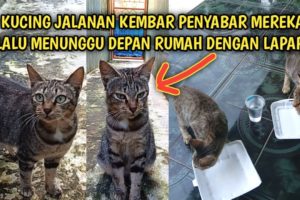 Kucing Jalanan Kembar Penyabar Selalu Menunggu Depan Rumah Kelaparan | Video Sedih Kucing Jalanan