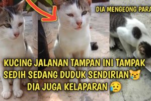 Kucing Jalanan Tampan sedang Sedih Duduk Sendiri Mengeong Kelaparan | Video Sedih Kucing Jalanan