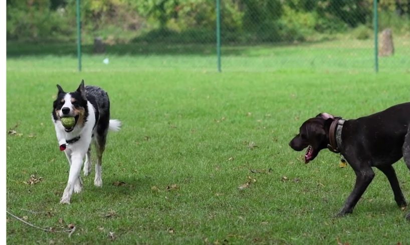 LOOK AT THESE ANIMALS PLAYING🐷🐰🐕🦺🐕