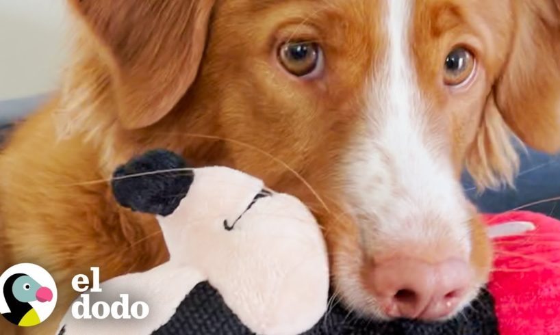 La persona favorita de este perro es Mickey Mouse | El Dodo