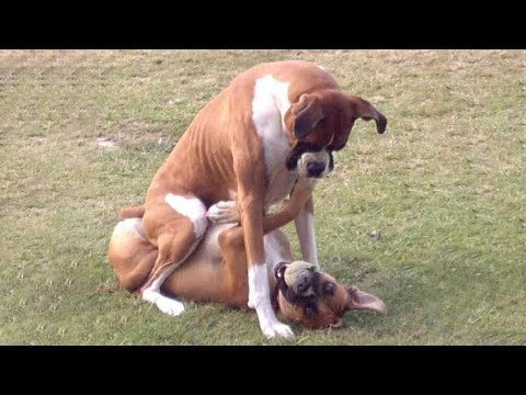 Laugh out loud 🐧 - Funny animal Fails Make You Can't help but laugh 😁 - Funniest animals ever #1