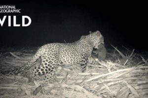 Leopard Family Reunion | Jungle Animal Rescue