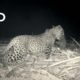 Leopard Family Reunion | Jungle Animal Rescue