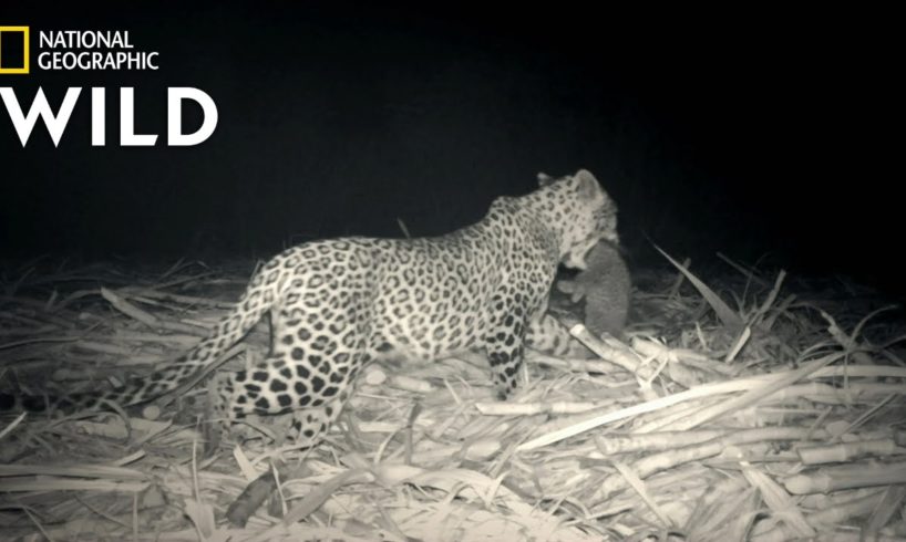 Leopard Family Reunion | Jungle Animal Rescue