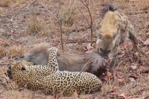 Leopard vs Hyena Attack and Eat Warthog Alive - Animal Fighting | ATP Earth