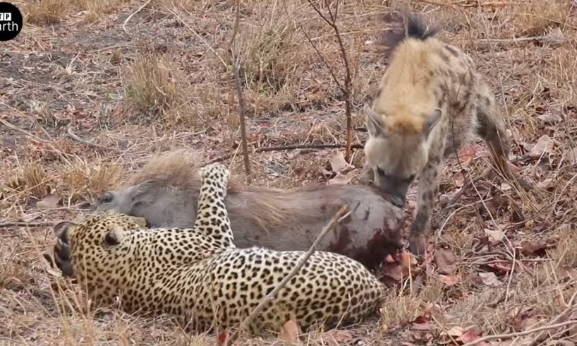 Leopard vs Hyena Attack and Eat Warthog Alive - Animal Fighting | ATP Earth