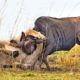 Lion Attack and Eat Wildebeest - Animal Fighting | ATP Earth