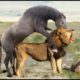 Lion King Failed Miserably When Fighting Wild Horses || Wild Animal Attack 2022