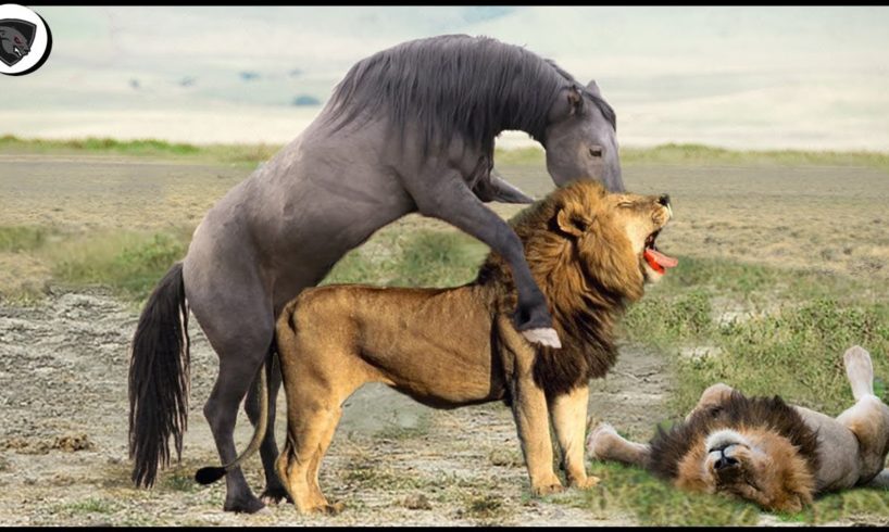 Lion King Failed Miserably When Fighting Wild Horses || Wild Animal Attack 2022