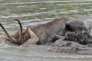 Lion Take Down Waterbuck  Underwater - Animal Fighting | ATP Earth