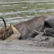 Lion Take Down Waterbuck  Underwater - Animal Fighting | ATP Earth