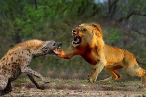 Lion Vs Hyena | Most Incredible Lions vs Hyena Battles and Attacks  | Amazing Animals Fight