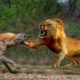 Lion Vs Hyena | Most Incredible Lions vs Hyena Battles and Attacks  | Amazing Animals Fight