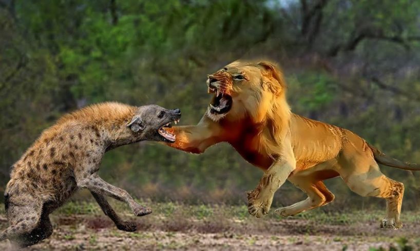 Lion Vs Hyena | Most Incredible Lions vs Hyena Battles and Attacks  | Amazing Animals Fight