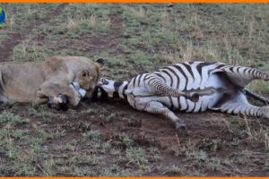 Lion not Easy to Take Down Strong Zebra - Animal Fights | Nature Documentary