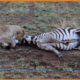 Lion not Easy to Take Down Strong Zebra - Animal Fights | Nature Documentary