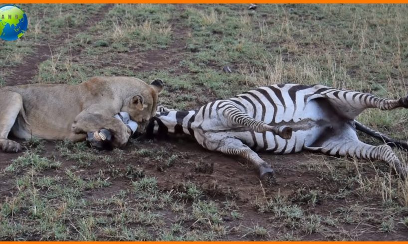 Lion not Easy to Take Down Strong Zebra - Animal Fights | Nature Documentary