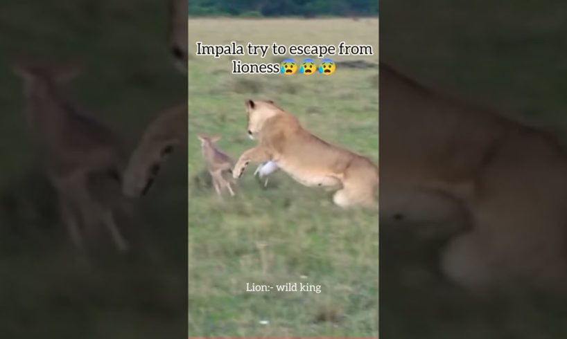 Lioness playing with baby Impala. #shorts #animals