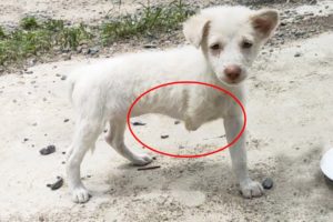 Little Puppy without a Front Leg due to Birth Defect