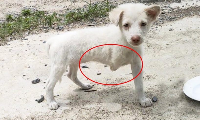 Little Puppy without a Front Leg due to Birth Defect