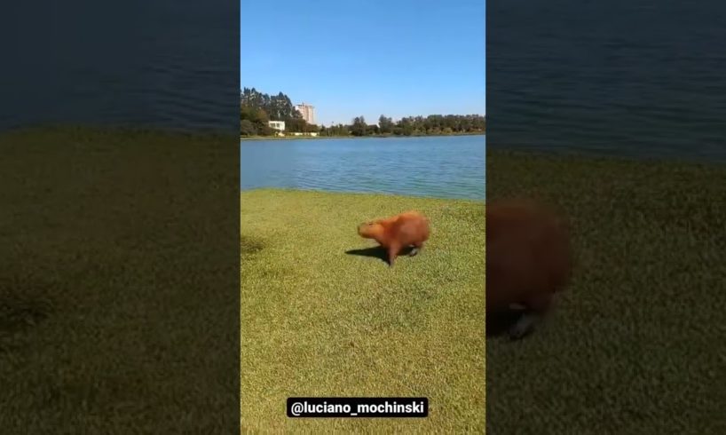 Lovely Animals What they are Doing Woow - Interesting Animals video Animals Playing Video