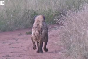 Lucky! Hyena Escape Death after Attacked and What Happen Next in Nature - Animal Fights | WildlifeHD