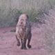 Lucky! Hyena Escape Death after Attacked and What Happen Next in Nature - Animal Fights | WildlifeHD