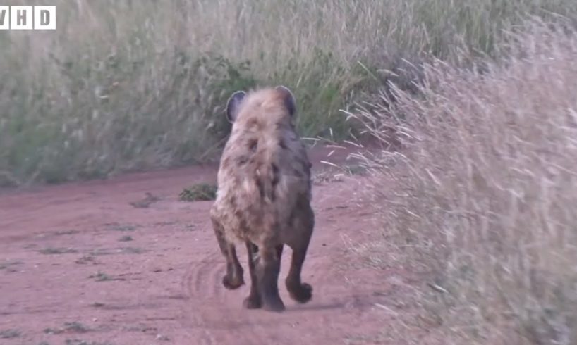 Lucky! Hyena Escape Death after Attacked and What Happen Next in Nature - Animal Fights | WildlifeHD