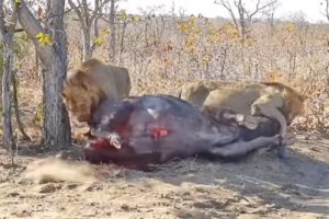 Male Lion Attack Big Prey and Eat Alive - Animal Fighting | ATP Earth