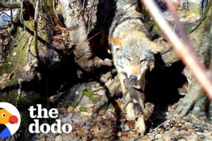 Mama Wolf Rescues Her Babies One By One From Flooded Den | The Dodo