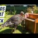Meet the Animal Trainer Behind This All-Bird Rock Band | Mashable