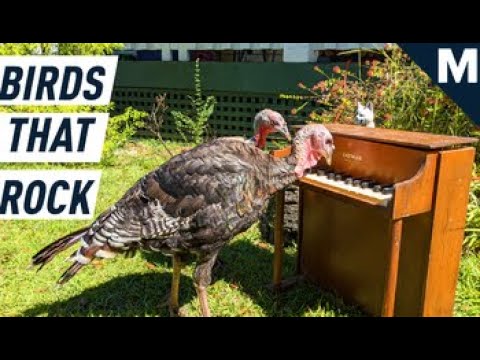 Meet the Animal Trainer Behind This All-Bird Rock Band | Mashable