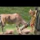 Most Amazing Wild Animal Attack | Wild Animal Fights | Animals Hunting  | Deer Attacks Lion