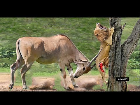 Most Amazing Wild Animal Attack | Wild Animal Fights | Animals Hunting  | Deer Attacks Lion